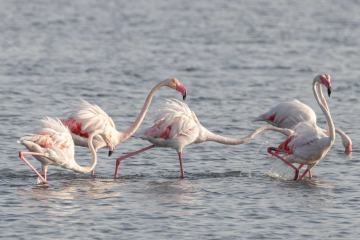 Saline di Trapani il primo giorno dell'anno: fenicotteri rosa e mulini a vento sullo sfondo